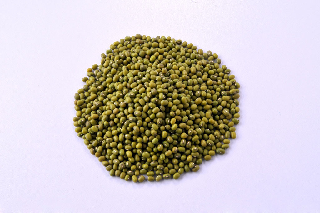 Chinese Organic Spouted Green Mung Beans Hot Sale