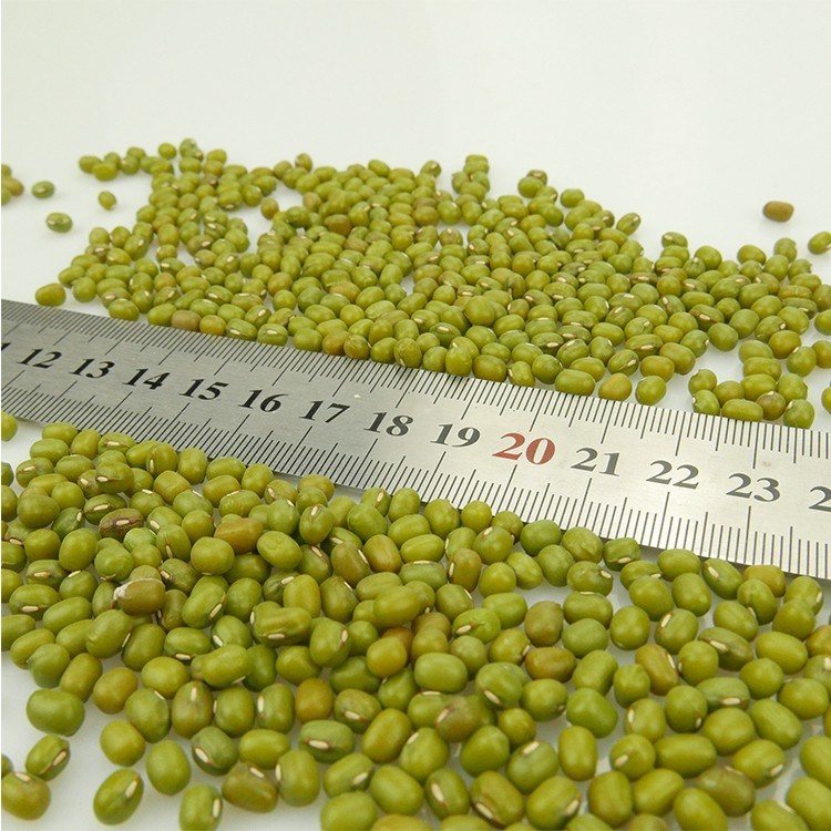Chinese Organic Spouted Green Mung Beans Hot Sale