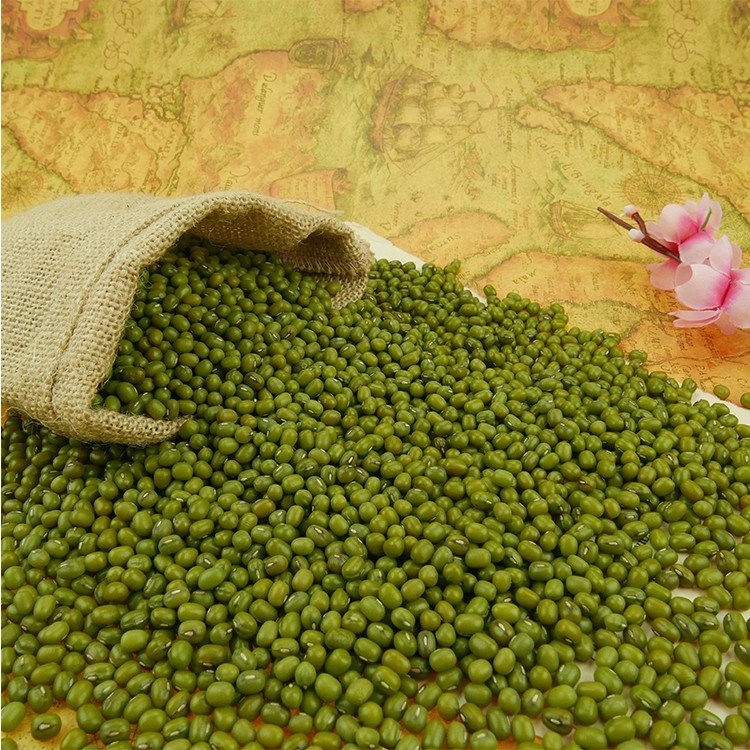 Chinese Organic Spouted Green Mung Beans Hot Sale