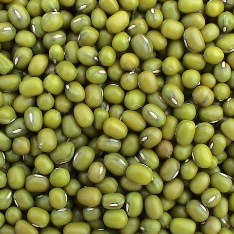 Chinese Organic Spouted Green Mung Beans Hot Sale