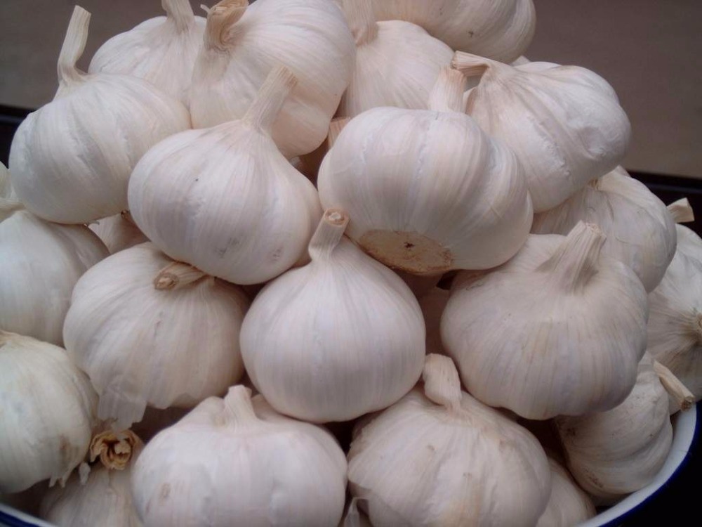High Quality Fresh Normal White Galic Purple Garlic Red Garlic