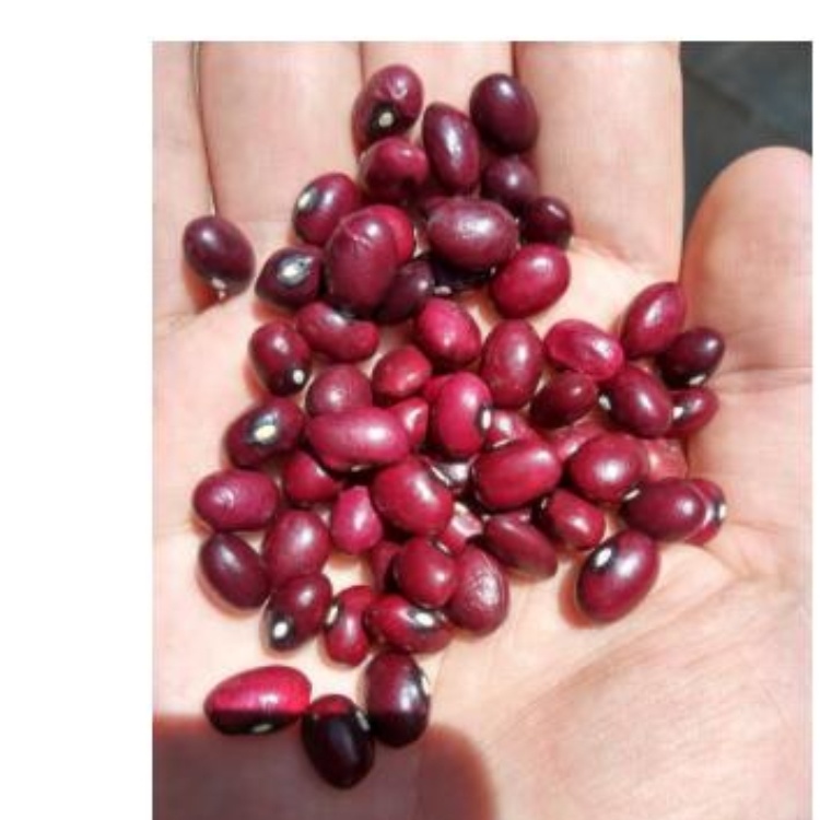 Red Kidney Beans, Light Speckled Kidney Bean, Dark Red Kidney Beans
