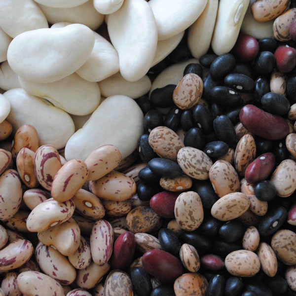 New Crop Red Kidney Beans Whole Price.