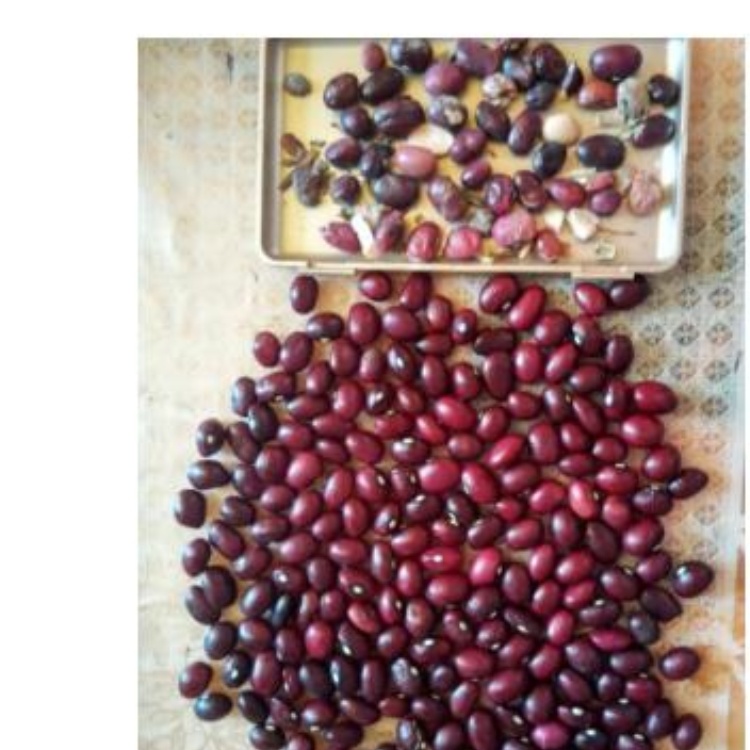 Vigna Type Dried Red Kidney Beans Price