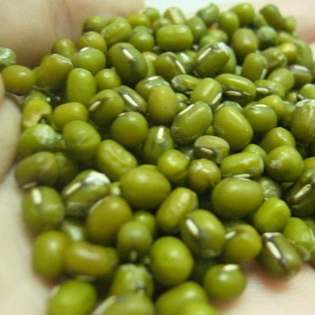 Quality Mung Beans at Good Prices