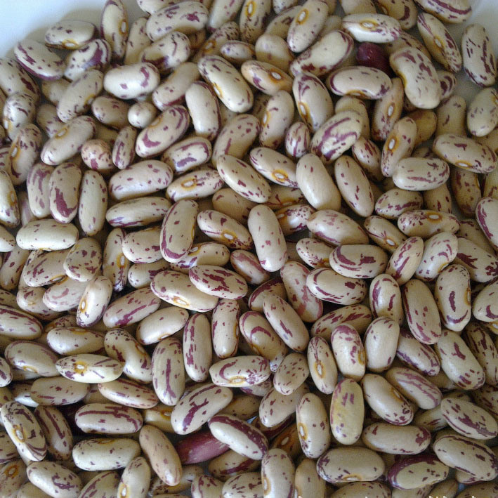 Black Light Speckled White Red Kidney Beans