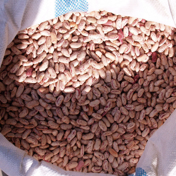 Black Light Speckled White Red Kidney Beans