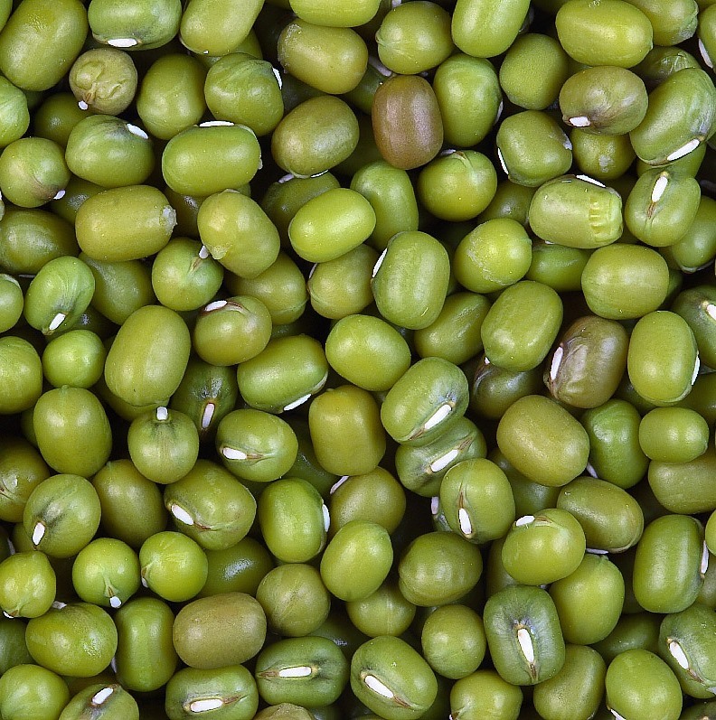 Factory Fresh Organic Bulk Green Mung Bean