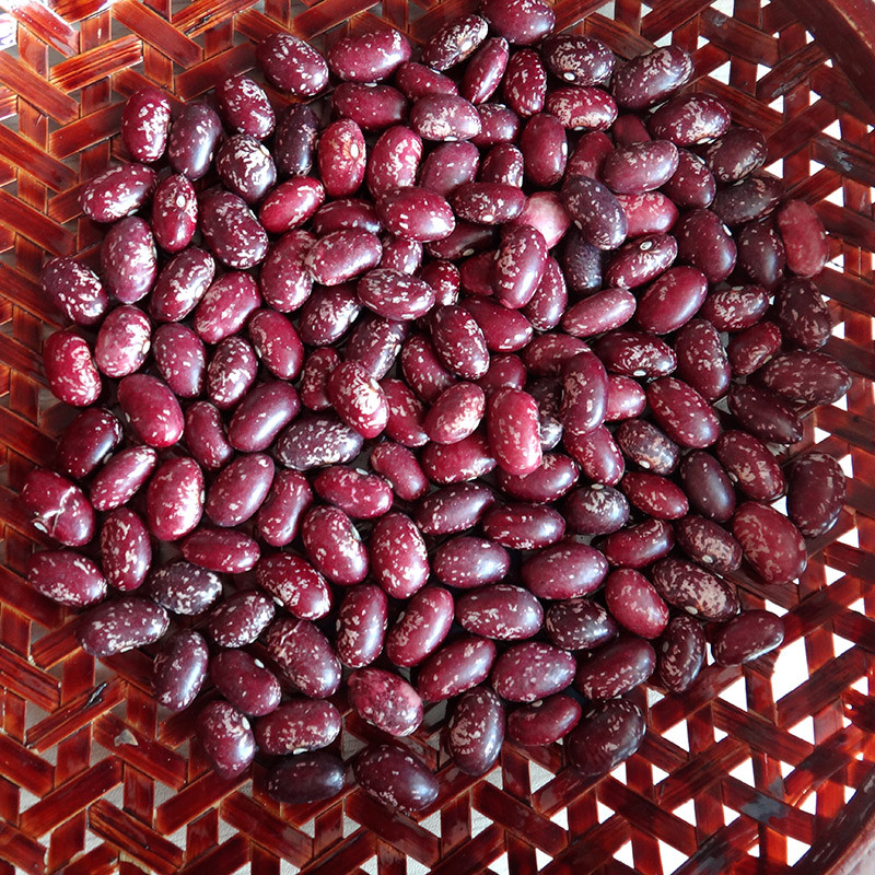Professional Export Round Purple Kidney Beans