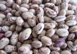 Export America Round Shape Lskb