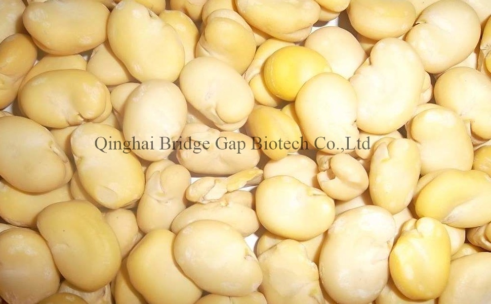Husked Broad Bean 2017 Crop