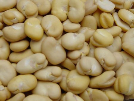 Husked Broad Bean 2017 Crop
