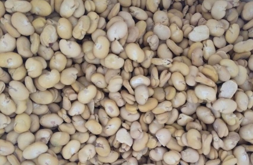 Husked Broad Bean 2017 Crop