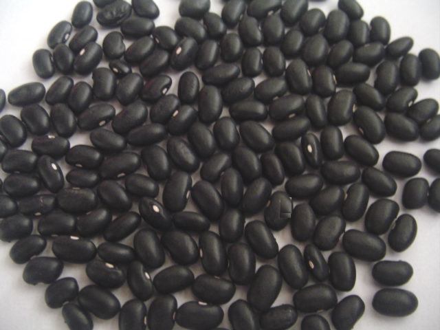 Export Good Quality Fresh Chinese Black Kidney Bean