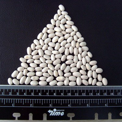 Export Top Quality White Kidney Bean