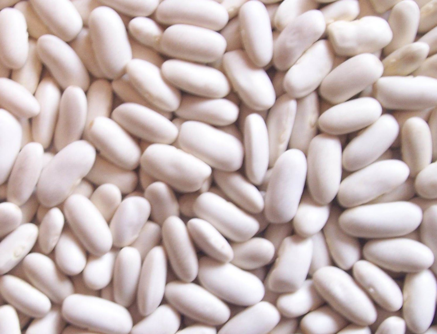 Export Top Quality White Kidney Bean