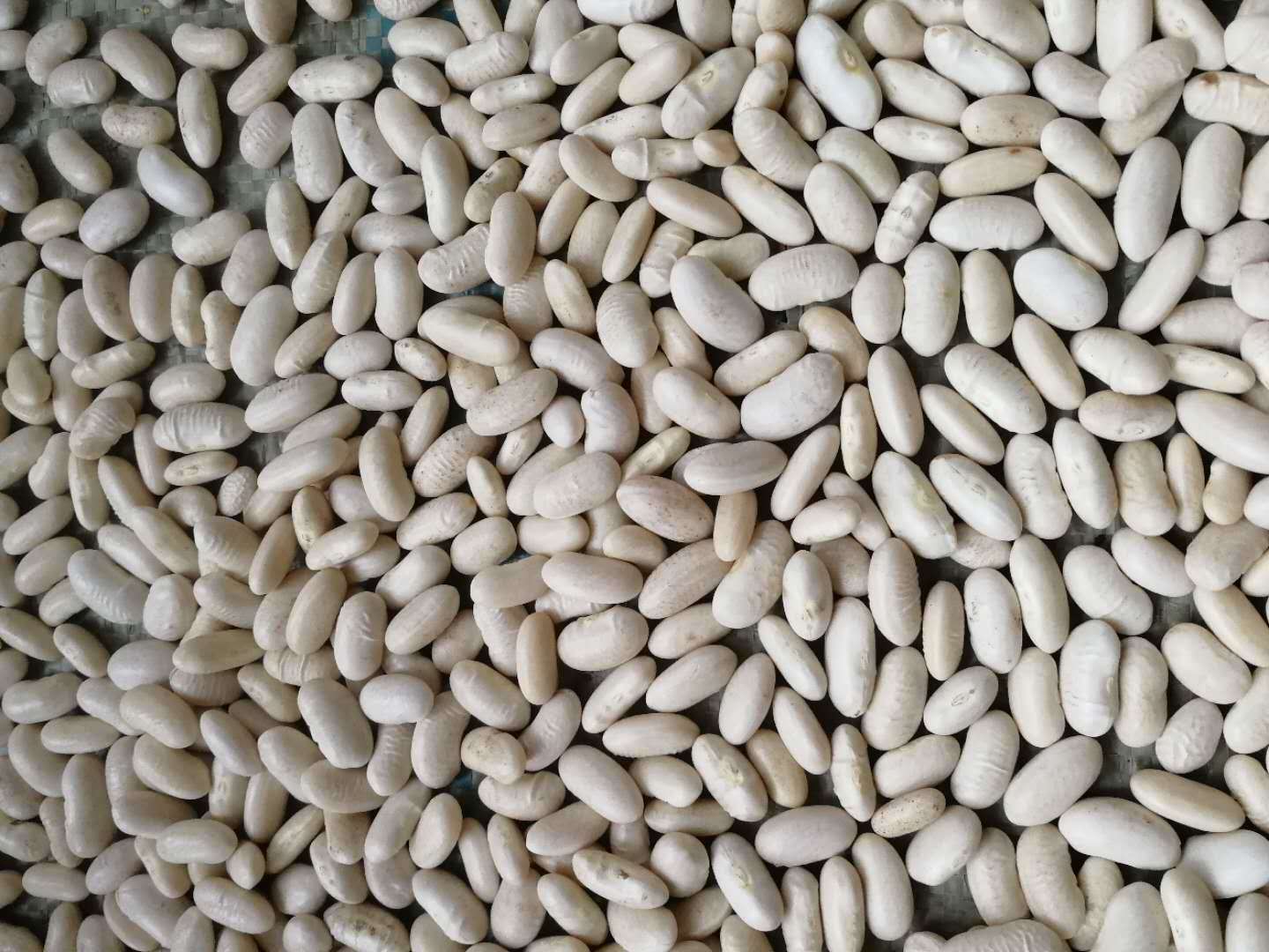 Export Top Quality White Kidney Bean