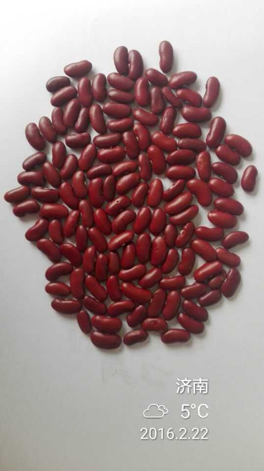 Export Chinese New Crop Good Quality Red Bean