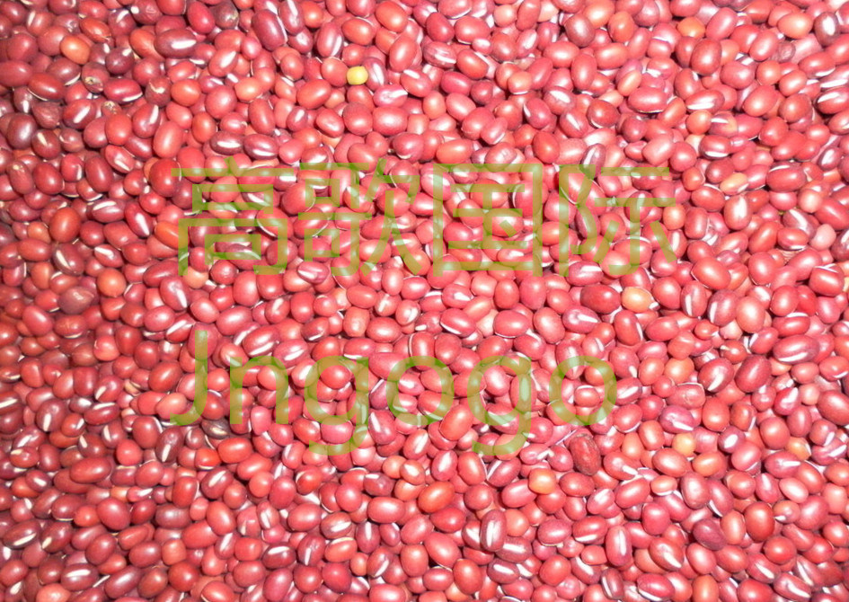 Export Chinese New Crop Good Quality Red Bean