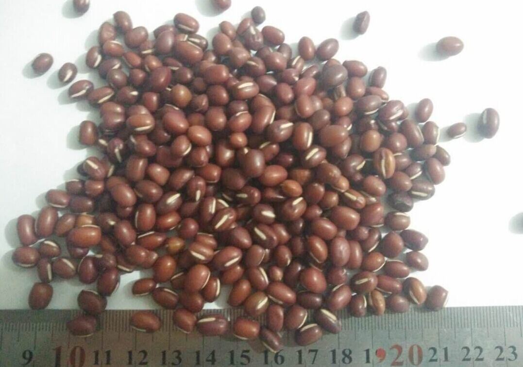 Export Chinese New Crop Good Quality Red Bean