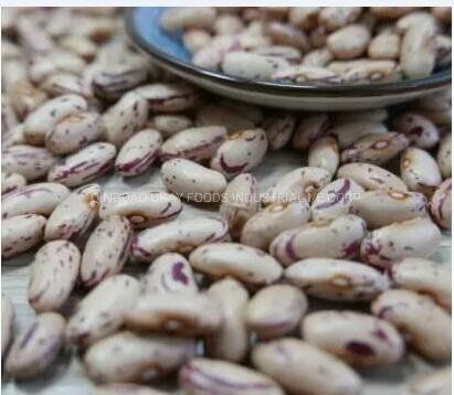 Bulk Quantity Light Purple Speckled Kidney Beans