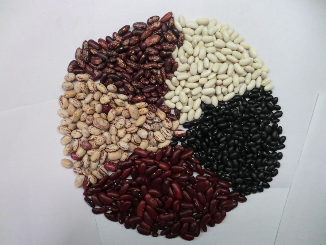 White Kidney Bean From Professional Supplier