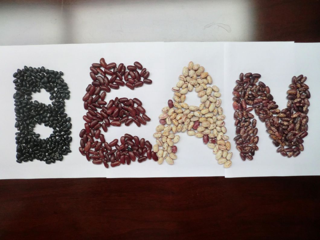 White Kidney Bean From Professional Supplier
