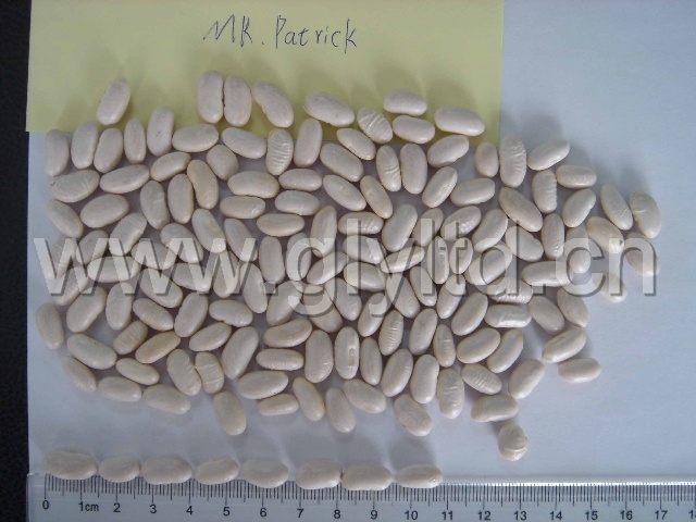 White Kidney Bean From Professional Supplier