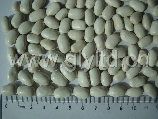 White Kidney Bean with Good Quality