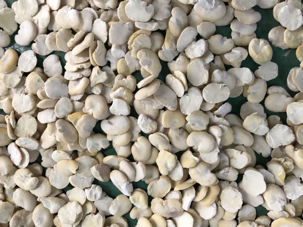 Crushed Broad Beans with Modern Machine at Customer Required Size