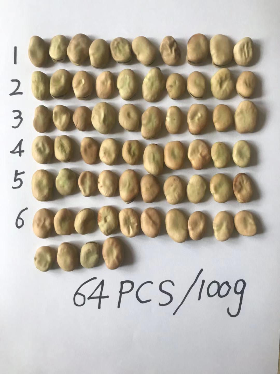 Fresh Green Faba Skybean Bakulla Bakla Broad Beans
