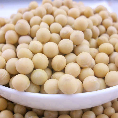 Bulk Dried Soybean in China with Cheap Price