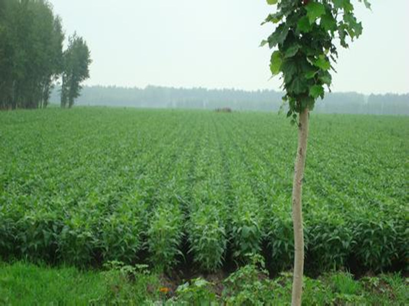 Chinese Yellow Soybean for 2016 Hot Sale New Crop