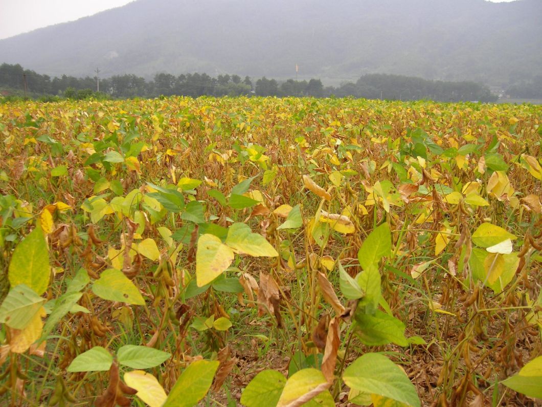 Chinese Yellow Soybean for 2016 Hot Sale New Crop