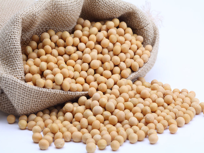 Chinese Yellow Soybean for 2016 Hot Sale New Crop