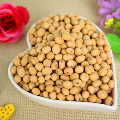 Chinese Yellow Soybean for 2016 Hot Sale New Crop