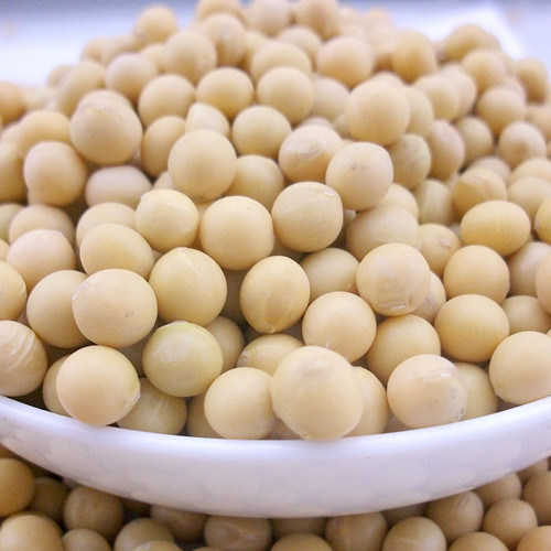 Chinese Yellow Soybean for 2016 Hot Sale New Crop