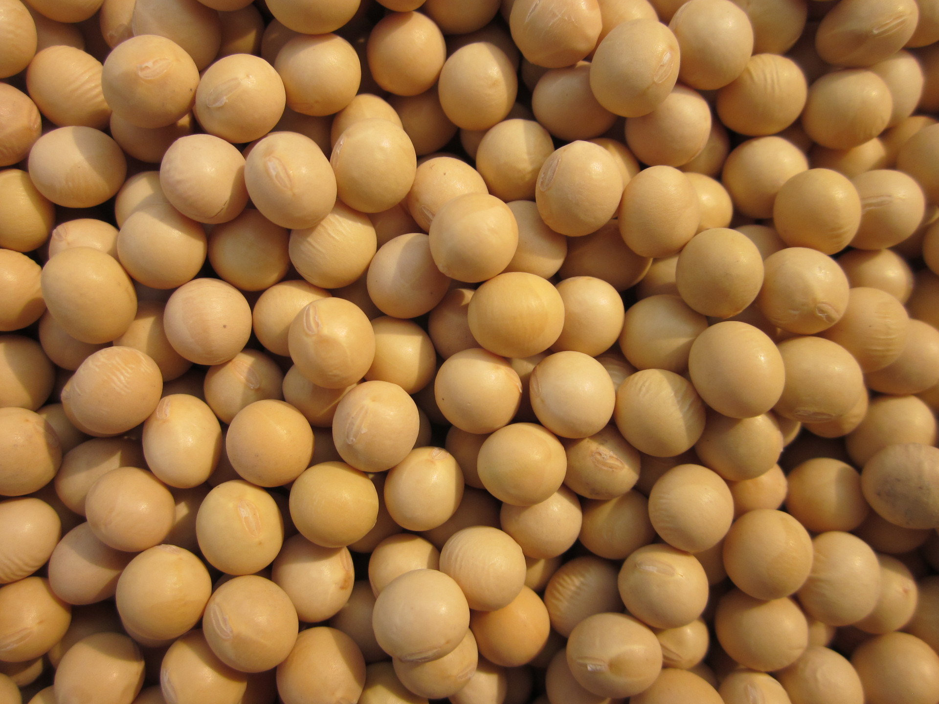 Chinese Yellow Soybean for 2016 Hot Sale New Crop