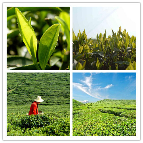 Taiwan Ginseng Wu Long Oolong Tea