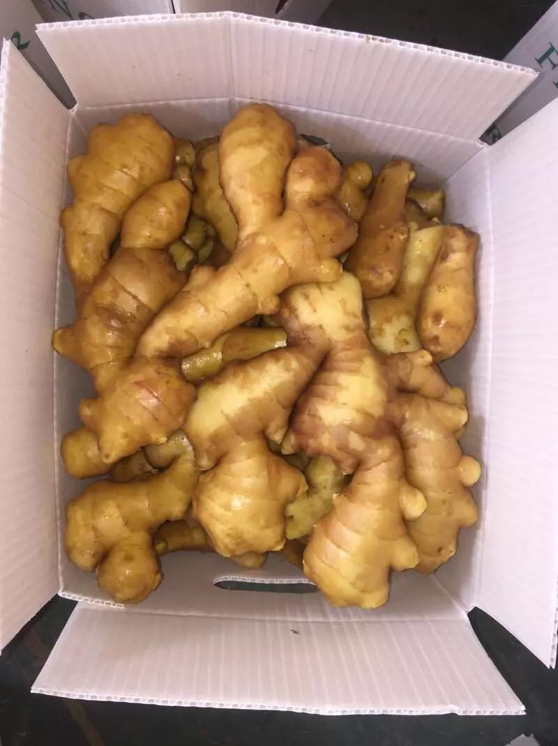 New Crop Export Good Quality Chinese Fresh Ginger