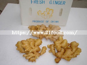 New Crop Export Good Quality Chinese Fresh Ginger