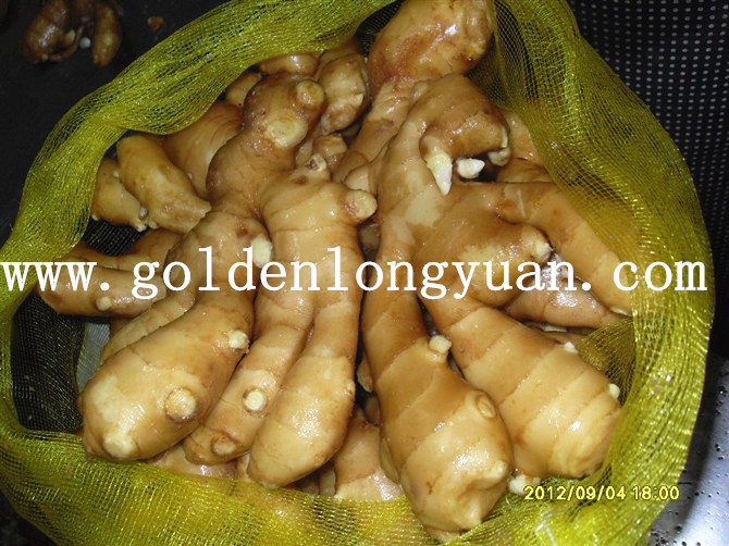 Chinese Fresh Ginger in Mesh Bag
