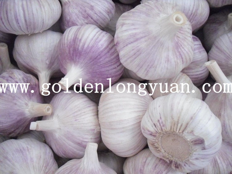 Fresh Red Garlic at Competitive Price