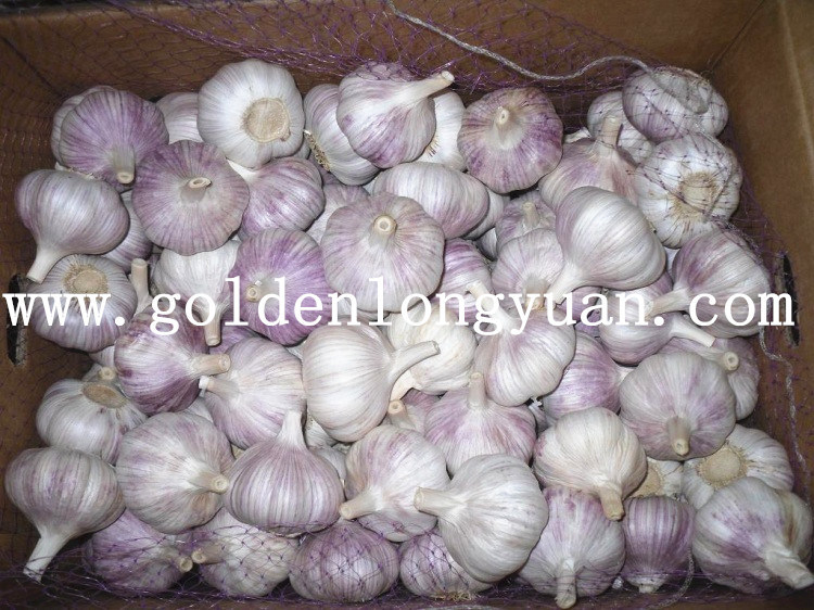 Fresh Red Garlic at Competitive Price
