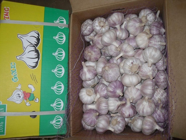 Fresh Red Garlic at Competitive Price