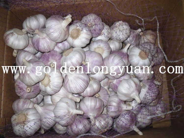 Fresh Red Garlic at Competitive Price