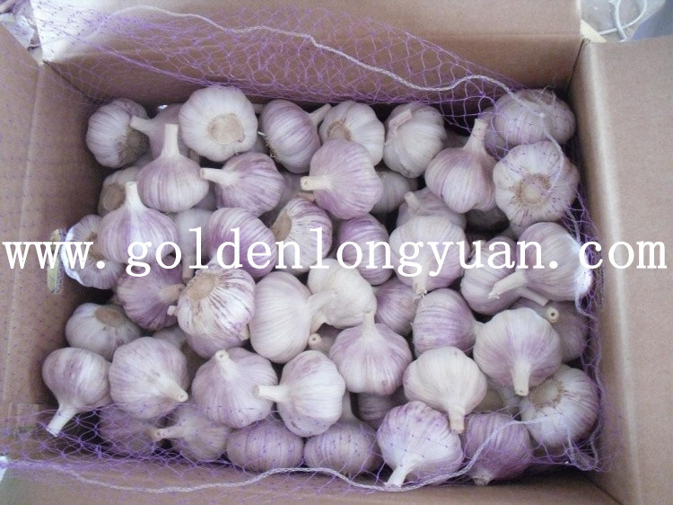 Fresh Red Garlic at Competitive Price