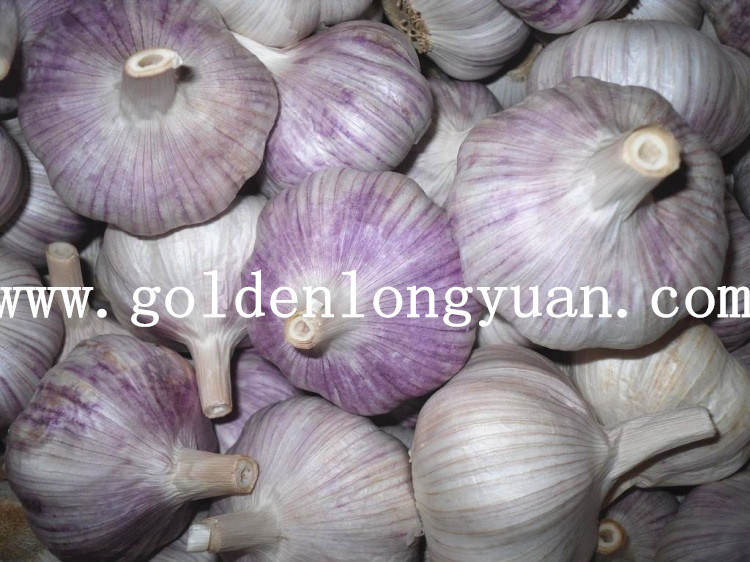 Fresh Red Garlic at Competitive Price