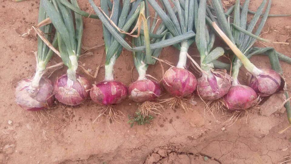 Export Standard Quality Fresh Red Onion