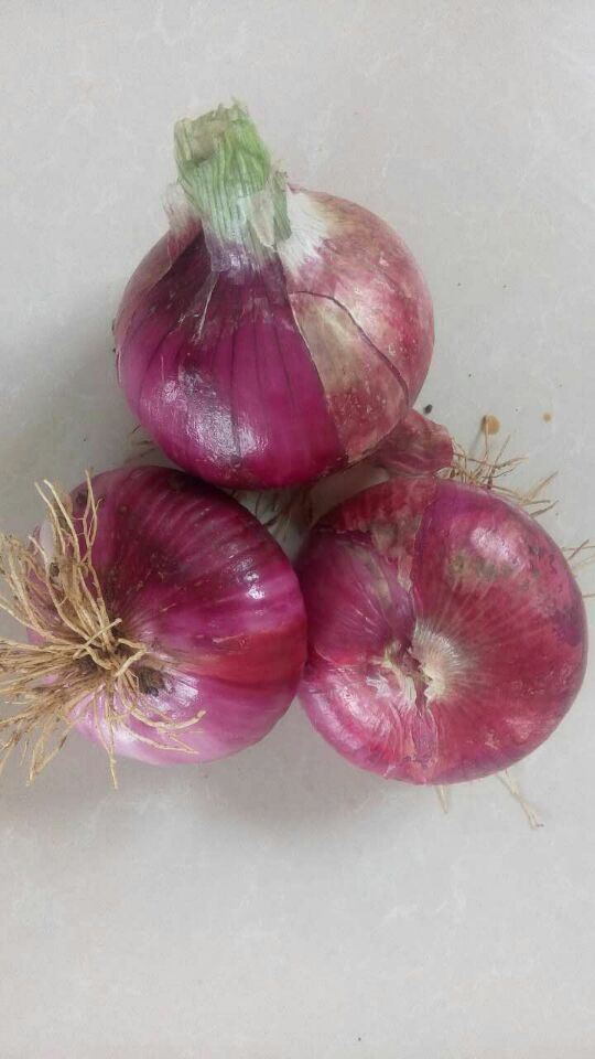 Export Standard Quality Fresh Red Onion